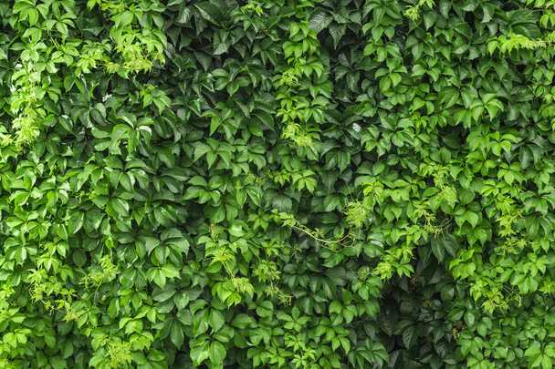 A climbing ivy on a wall - Photo, Image