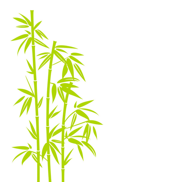 Planta de bambú verde claro dibujada a mano vertical en fondo cuadrado
 - Vector, Imagen