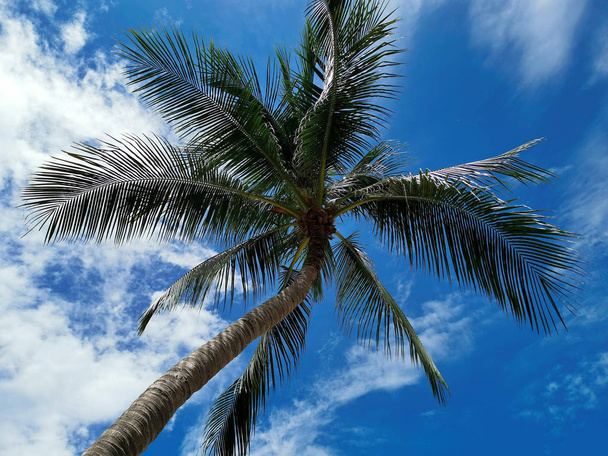 Coconut Palm Tree and Cloudy Blue Sky on a Hot Summer Day - Фото, зображення