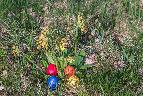 Vera primula con uova di Pasqua colorate sotto il sole primaverile in giardino, Germania
 - Foto, immagini