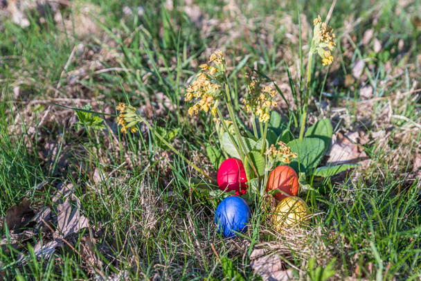 庭の春の太陽の中でカラフルなイースターエッグと本物のプリムローズ、ドイツ - 写真・画像