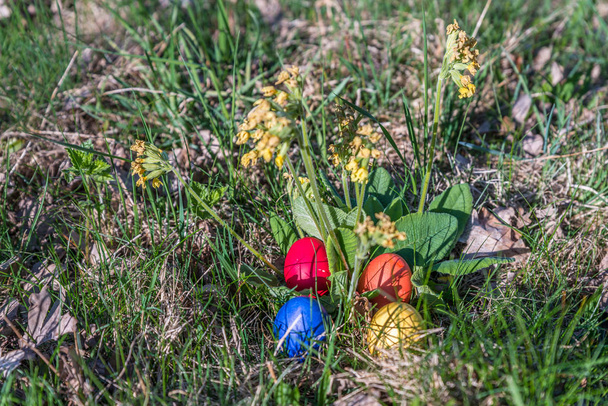 Véritable primevère aux œufs de Pâques colorés au soleil de printemps dans le jardin, Allemagne
 - Photo, image