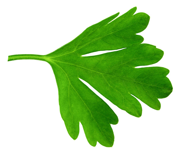 Φύλλα φρέσκου μαϊντανό απομονωμένα σε λευκό φόντο. Μακροεντολή - Φωτογραφία, εικόνα