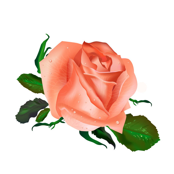Realistische vector Tea Rose met groene bladeren geïsoleerd op witte achtergrond.  - Vector, afbeelding