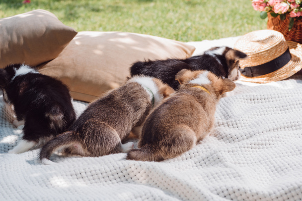 welsh corgi puppies on white blanket near pillows in green garden - 写真・画像