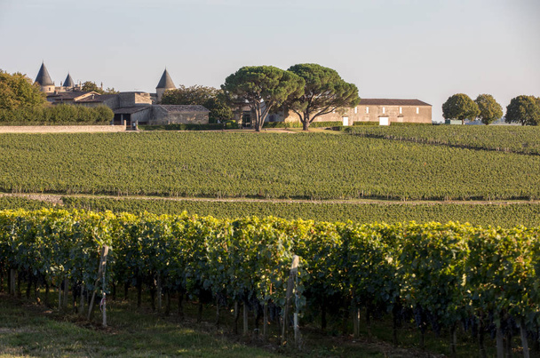 Zralé červené hrozny na řadách vinic ve vinici před sklizní vína v oblasti Saint Emilion. Francie - Fotografie, Obrázek