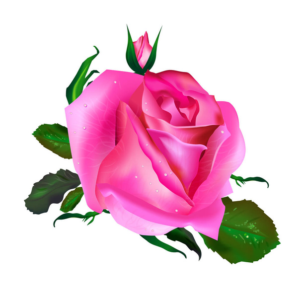 Rosa vettoriale realistica rosa con foglie verdi isolate su sfondo bianco
.  - Vettoriali, immagini