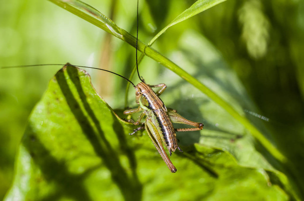Grasshopper sobre un fondo borroso verde
. - Foto, Imagen