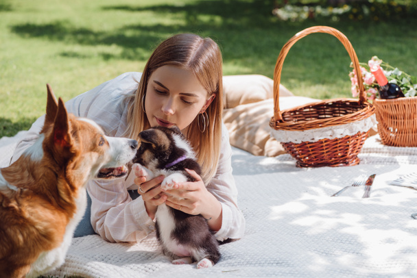 menina loira atraente sentado no cobertor branco no jardim com filhote de cachorro corgi galês bonito e cão perto de cestas de vime
 - Foto, Imagem