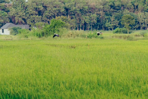 Πολύχρωμα του παπαγάλου εξάσκηση που πετούν στα χωράφια. - Φωτογραφία, εικόνα