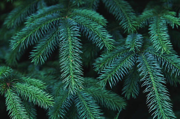 Fluffy fir tree brunch close up. Christmas wallpaper concept. - Image - Photo, Image