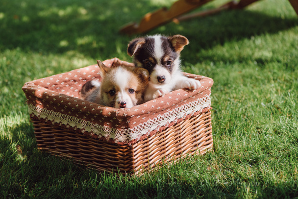 cute fluffy welsh corgi puppies in wicker box on green grassy lawn - Foto, Imagen