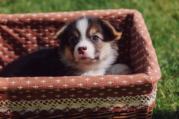 cute fluffy welsh corgi puppy in wicker box on green grassy lawn - Фото, зображення