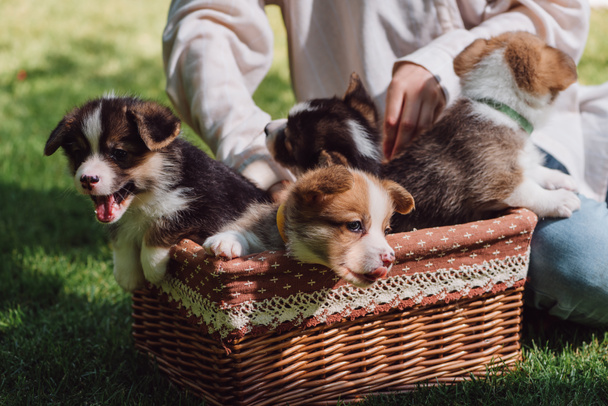 partial view of girl sitting in green garden with welsh corgi adorable puppies in wicker box - Foto, Imagen