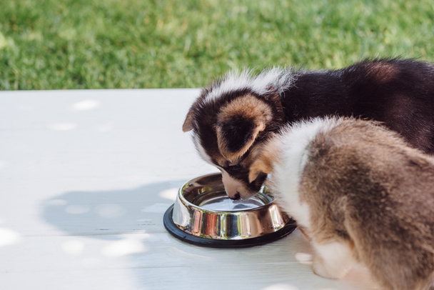 cute fluffy corgi puppies drinking water from silver pet bowl on wooden construction in garden - Zdjęcie, obraz