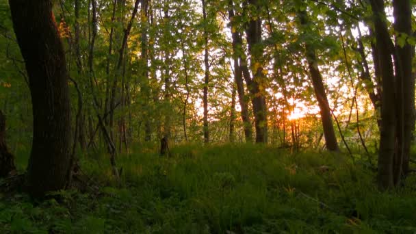 Forest at sunrise. - Footage, Video