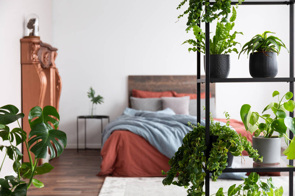 Green potted plants standing in the white simple bedroom with co - Foto, afbeelding