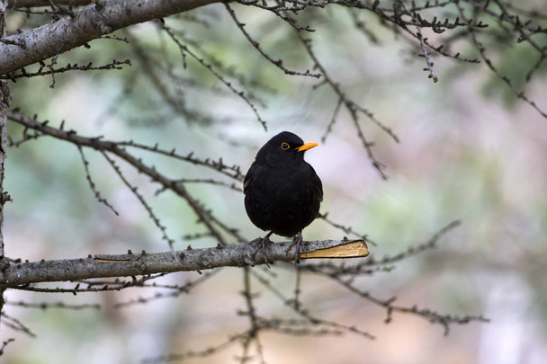 Um Blackbird comum. Turdus merula. Natureza fundo
. - Foto, Imagem