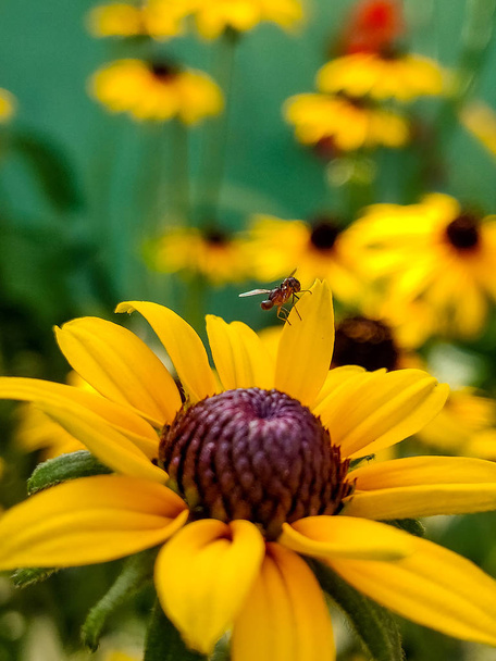 Petit insecte assis sur la feuille jaune de fleur jaune
   - Photo, image