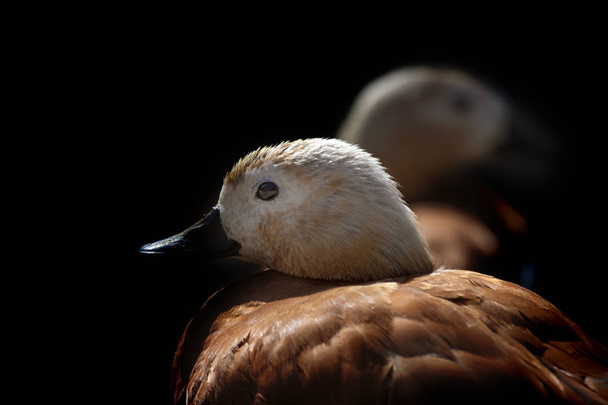 Aranyos madár portré. Természetes háttér. Madár: pirospozsgás Shelduck. (Tadorna ferruginea). - Fotó, kép