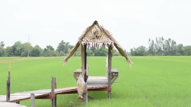 Chaty postavené ze dřeva a suchého listí se dřevěným mostem na rýžových polích které se ve větru pohnou.  - Záběry, video