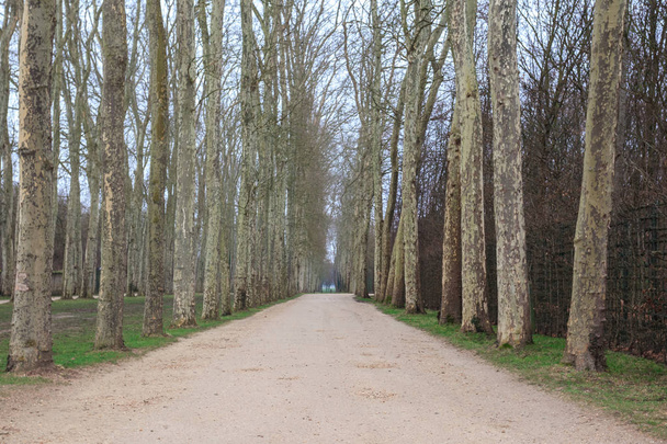 Kışın Versailles bahçesinde ağaçların yol hattı ile Alley.  - Fotoğraf, Görsel