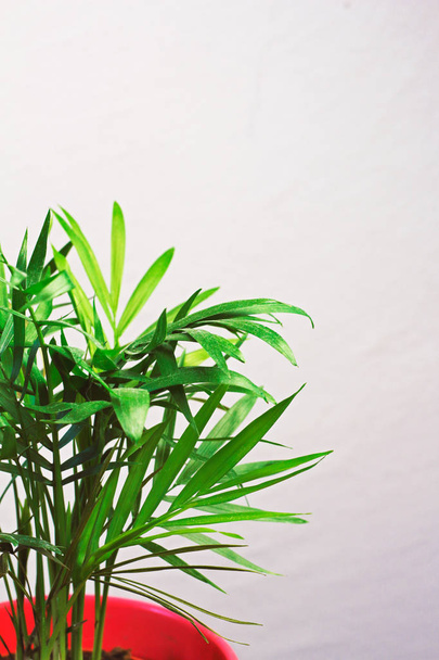 кімнатна рослина зелена міні-пальма драцена на сірій стіні з простором для тексту
  - Фото, зображення