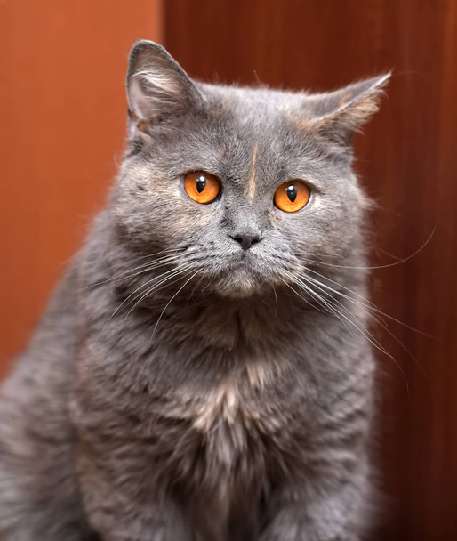 british cat with orange eyes - Foto, Imagem