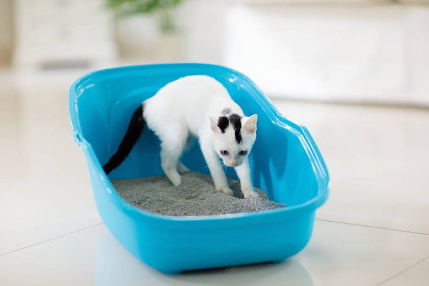 Kat in kattenbak. Kitten in toilet. Huisdieren verzorging - Foto, afbeelding