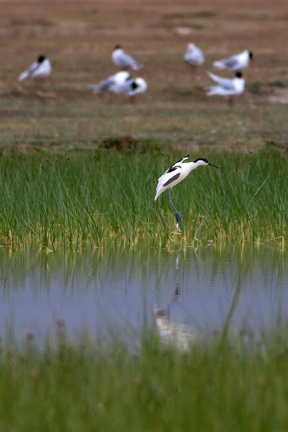 Oiseau d'eau blanche noire. Pied Avocet. Habitat naturel de fond. Recurvirostra avosetta
. - Photo, image
