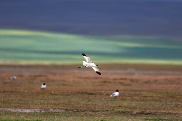Siyah beyaz su kuşu. Pied Avocet. Doğa habitat arka plan. Rekürvirostra avosetta. - Fotoğraf, Görsel