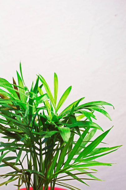 Zimmerpflanze grüne Mini-Palmen-Dracaena vor einer grauen Wand mit Platz für Text  - Foto, Bild