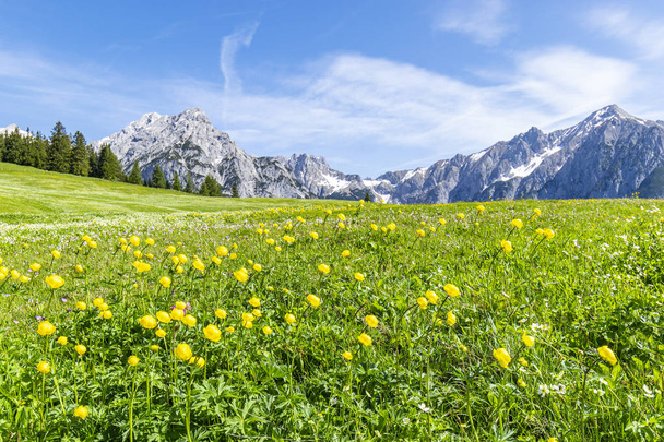 Літні Альпи ландшафту з квітковими луками і гірським діапазоном у фоновому режимі. Фото Іерусалимського поблизу вальдеральм, Австрія, гнаденвальд, Тіроль регіон - Фото, зображення