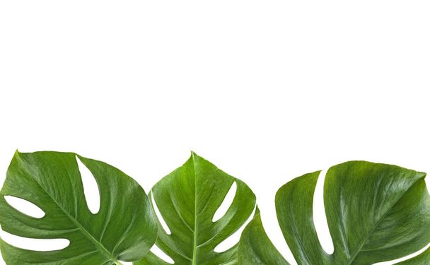 Каркас тропических листьев Monstera на белом фоне с пространством
 - Фото, изображение