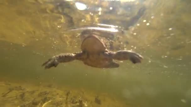 Ο βάτραχος κάτω από το νερό στοιχειώνει την κάμερα.. - Πλάνα, βίντεο