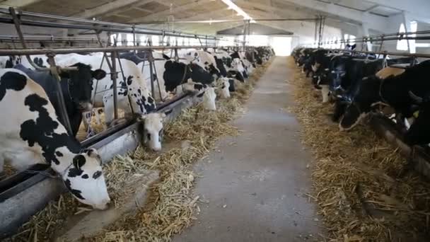 Vacas comiendo heno en un establo en una granja lechera. establo moderno - Metraje, vídeo