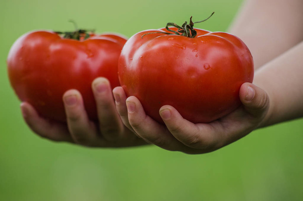 Bebê segurando um tomate fresco closeup.Agriculture, orgânico, nutrição, nutrição do bebê, conceitos de alimentos, alimentos helsy
 - Foto, Imagem