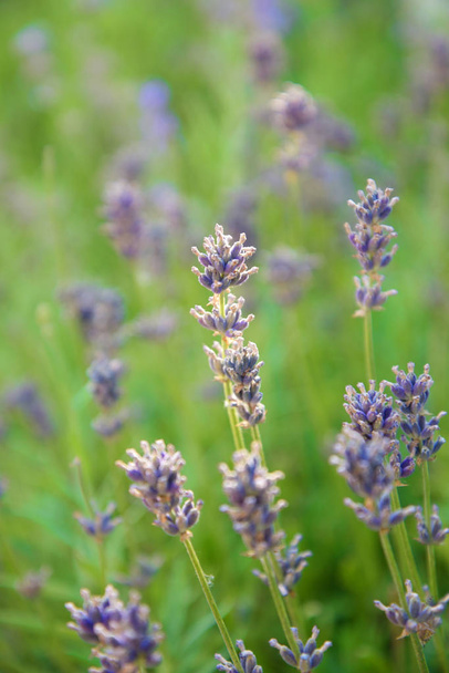 Landschap van de Provence-lavendel bloemen in pastel kleuren - Foto, afbeelding