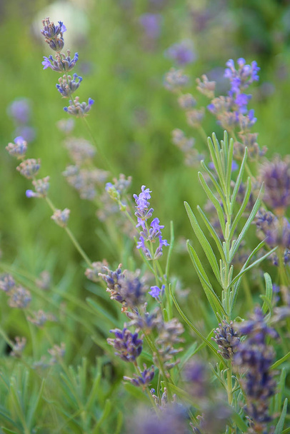 Landscape of Provence - lavender flowers in pastel colors - Photo, Image