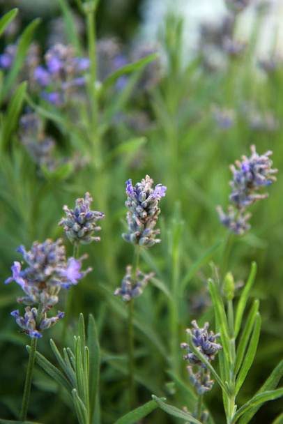 Maisema Provence - laventeli kukkia pastelliväreissä
 - Valokuva, kuva