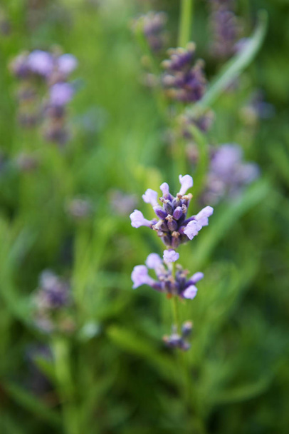 Landscape of Provence - lavender flowers in pastel colors - Foto, imagen