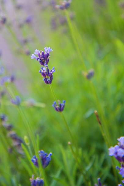 Paysage de Provence - fleurs de lavande aux couleurs pastel
 - Photo, image