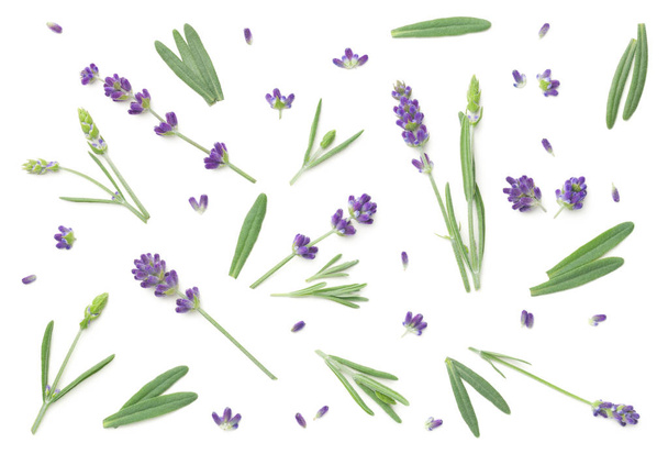 Lavender Flowers Isolated On White Background - Photo, image