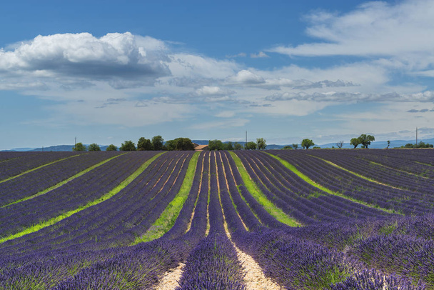 Blooming lavender field and blue sky with clouds in Valensole - 写真・画像