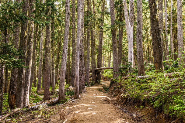 beautiful hiking trail with tall trees in garibaldi provincial park canada. - 写真・画像