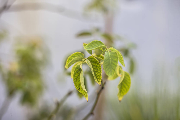 Close view of new leaves of rose flower on blurred background  - Valokuva, kuva