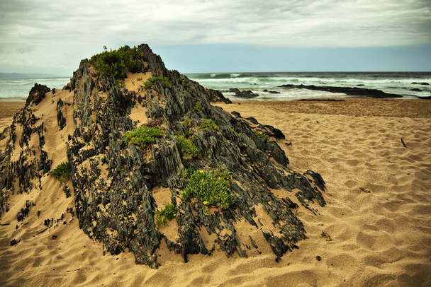 strand rots - naturen vallei - Foto, afbeelding