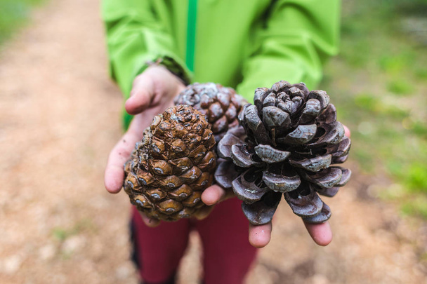 Grandes cones de pinheiro em mãos femininas
. - Foto, Imagem