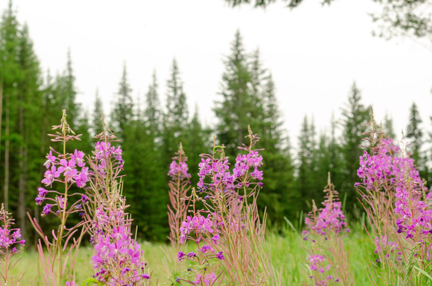 Λιλά φυτά του Ivan-Tea μεγαλώνουν στην άγρια Yakut Τάιγκα στο φόντο του δάσους ερυθρελάτης. - Φωτογραφία, εικόνα