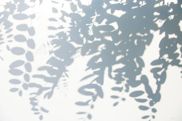 Abstracte grijze schaduw achtergrond van natuurlijke bladeren op witte textuur voor achtergrond - Foto, afbeelding